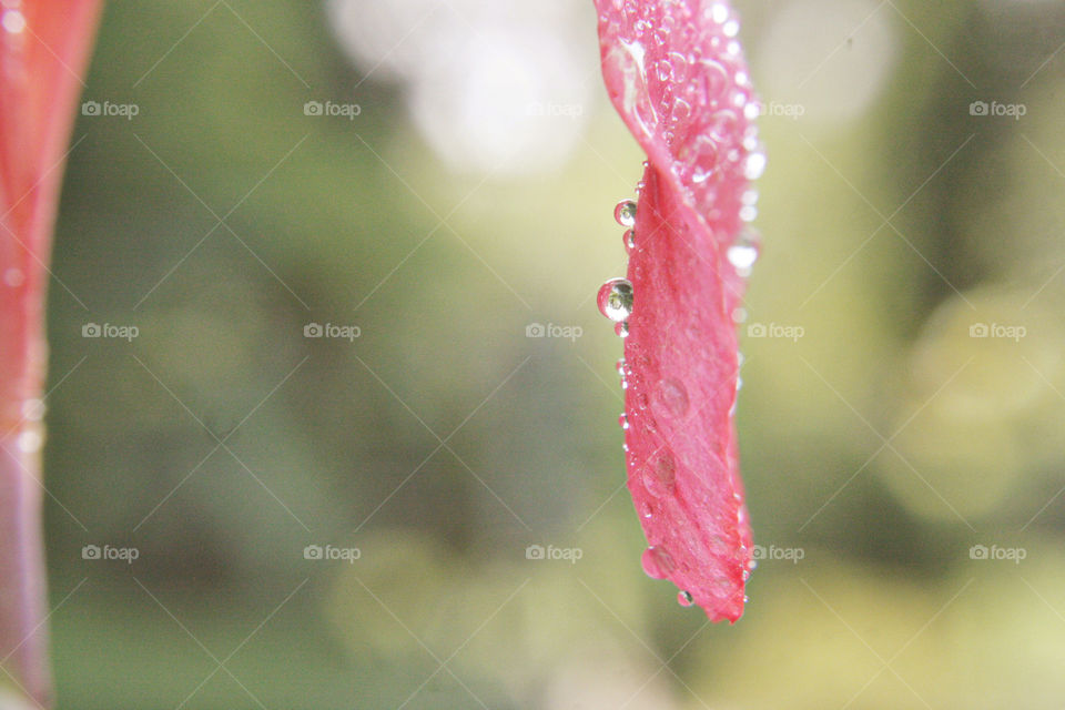 Droplets on pink flower petal