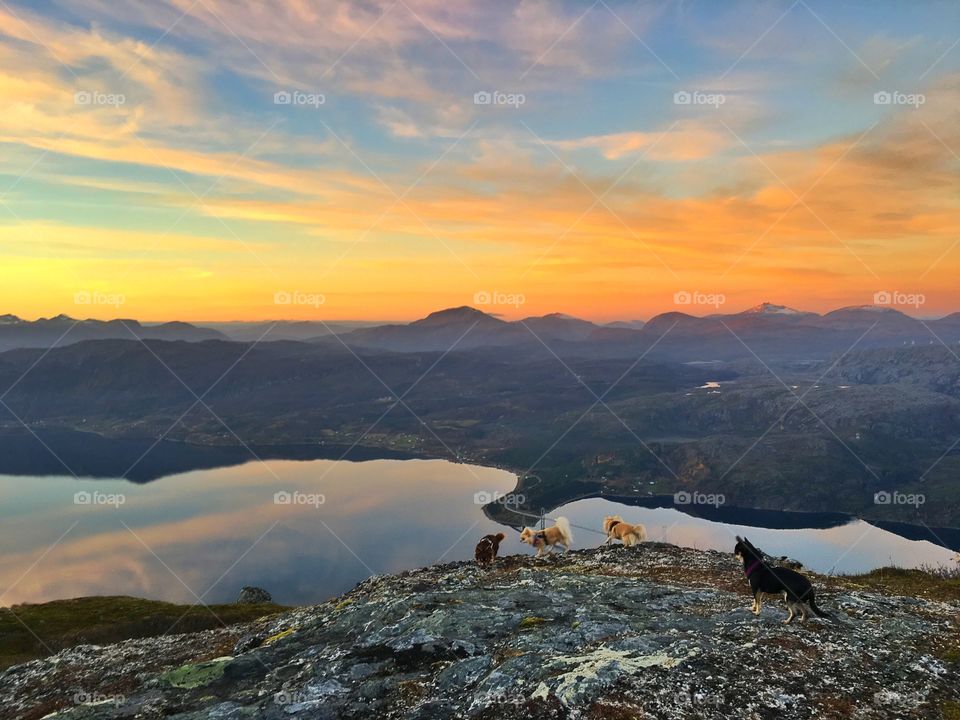 Dogs at sunset