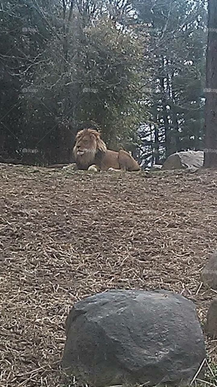 Lion