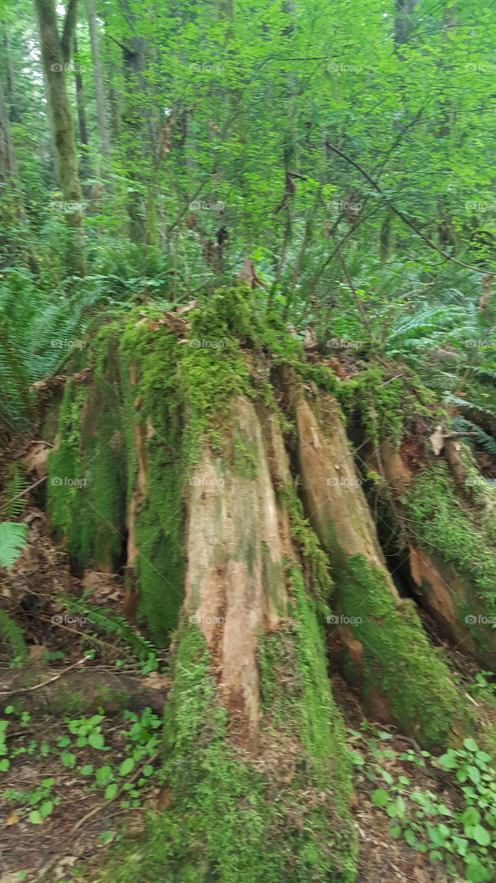 mossy stump