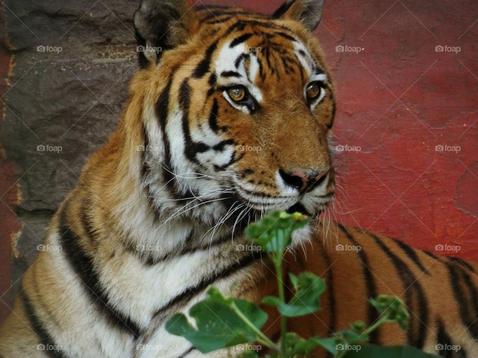 tiger portrait