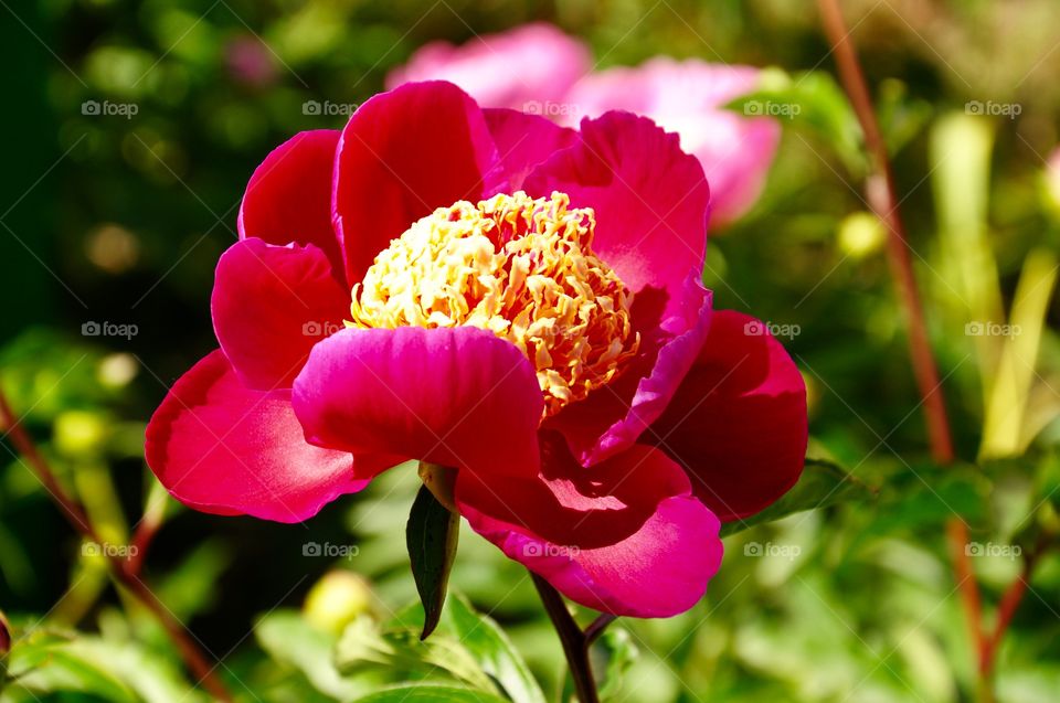 Peony flower 