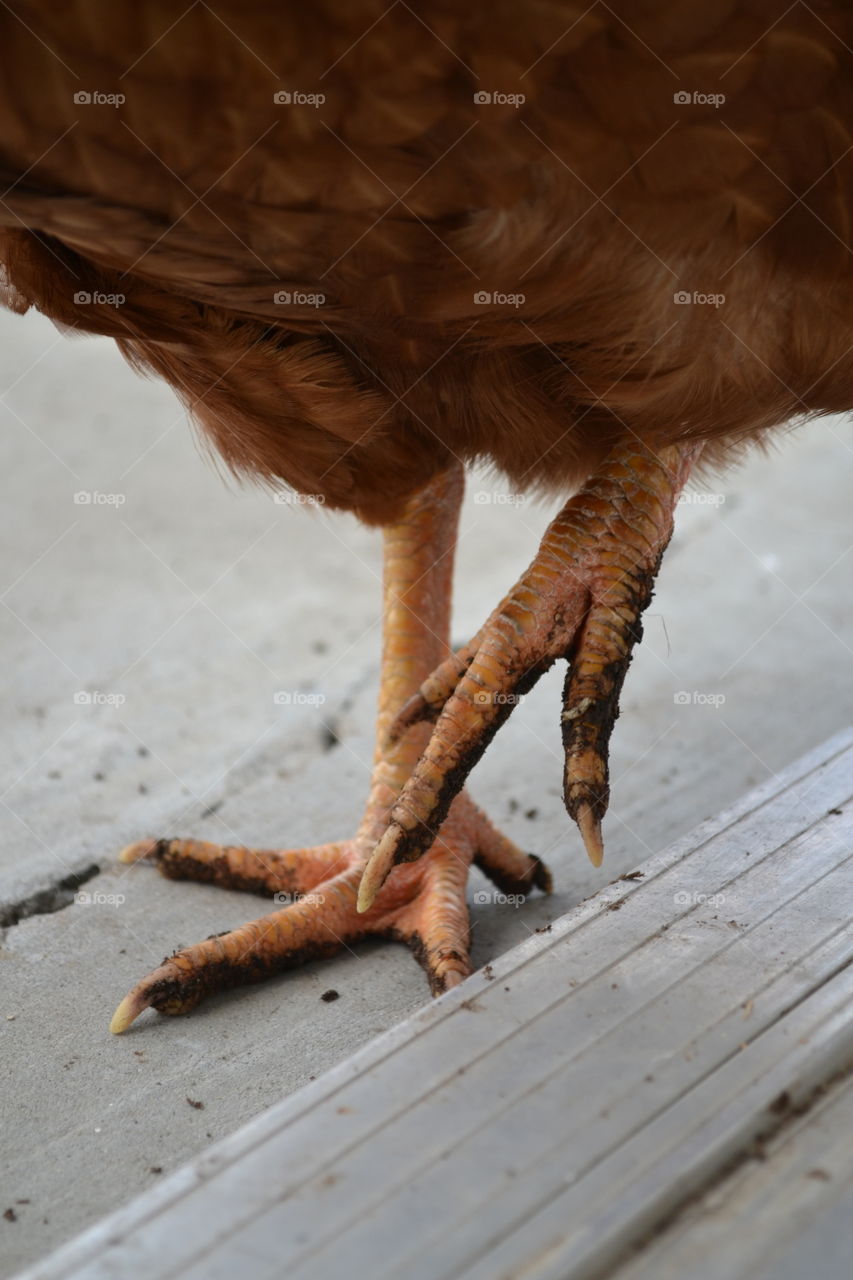 Muddy Chicken Feet
