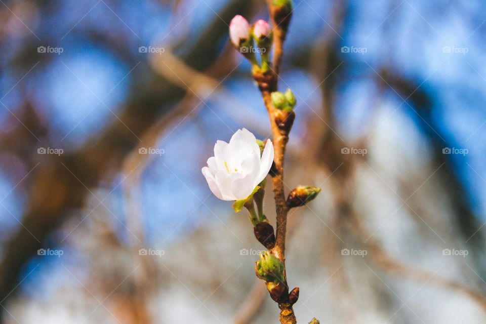 Japanese Cherry Flower. Botanical name: Prunus serrulata.