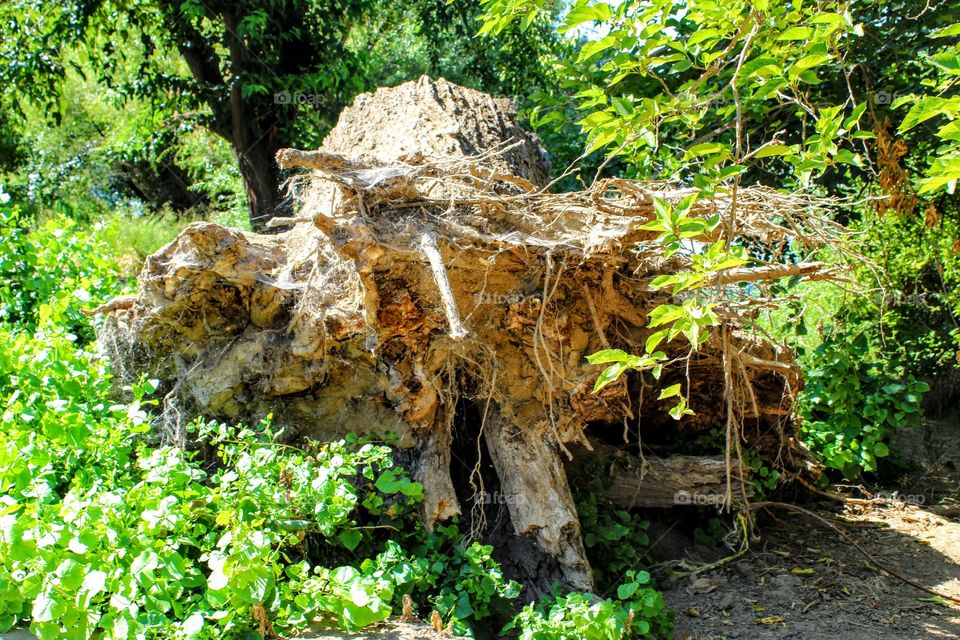dead tree on the banks of the Sacramento River