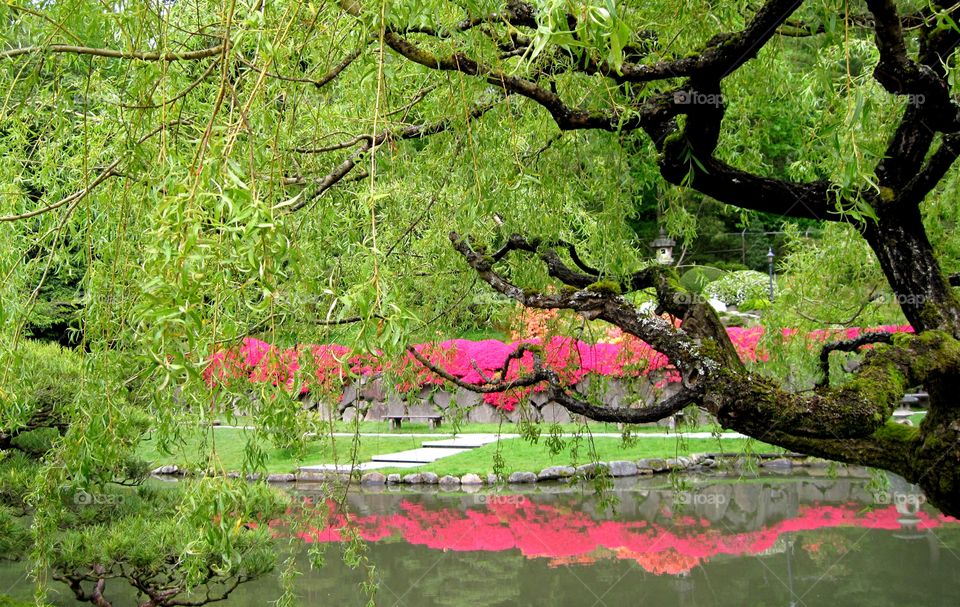 garden reflection over lake