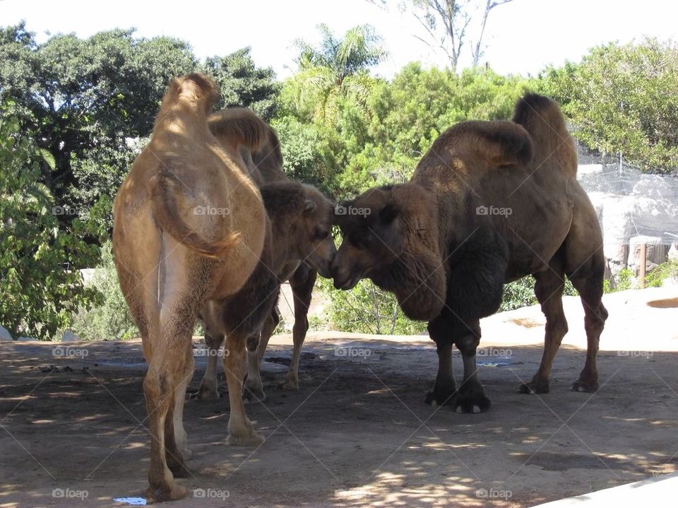 Camel kisses