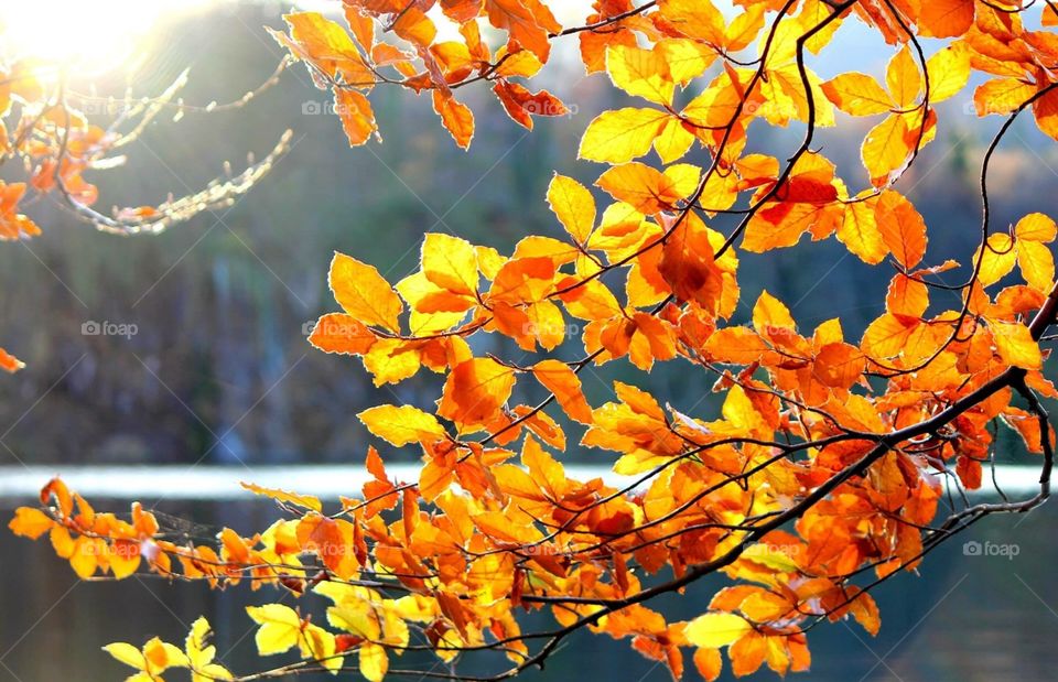 Golden leaves in fall