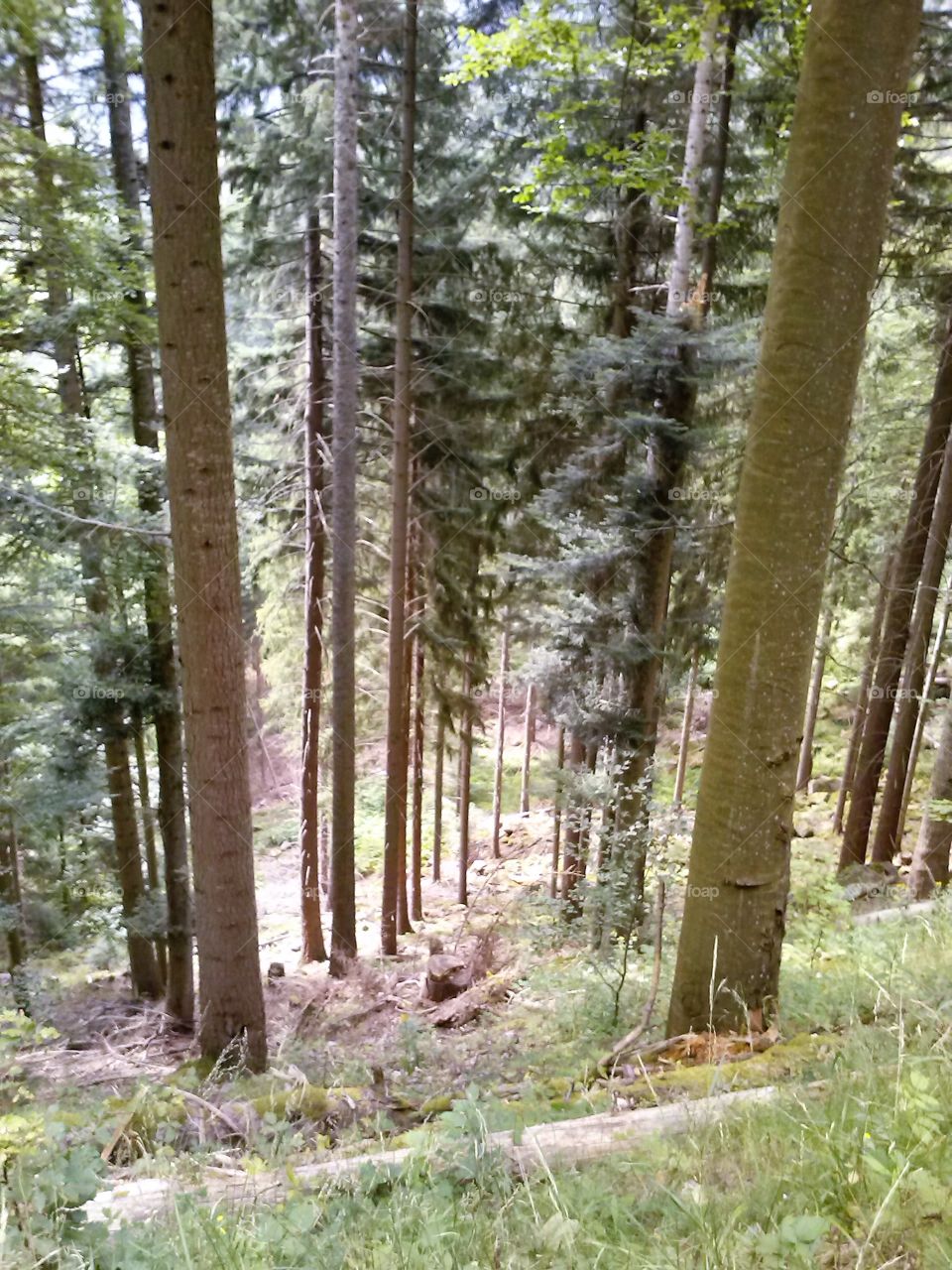 Forest in Schwarchwald