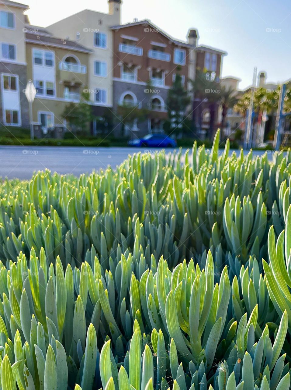 Urban Succulent Plants