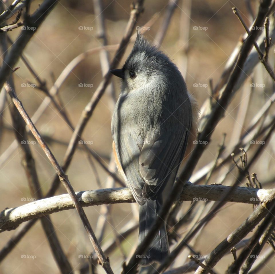 Tufted Titmouse