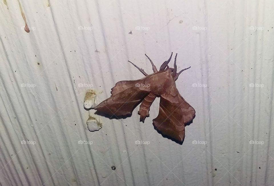 Amorpha Juglandis moth