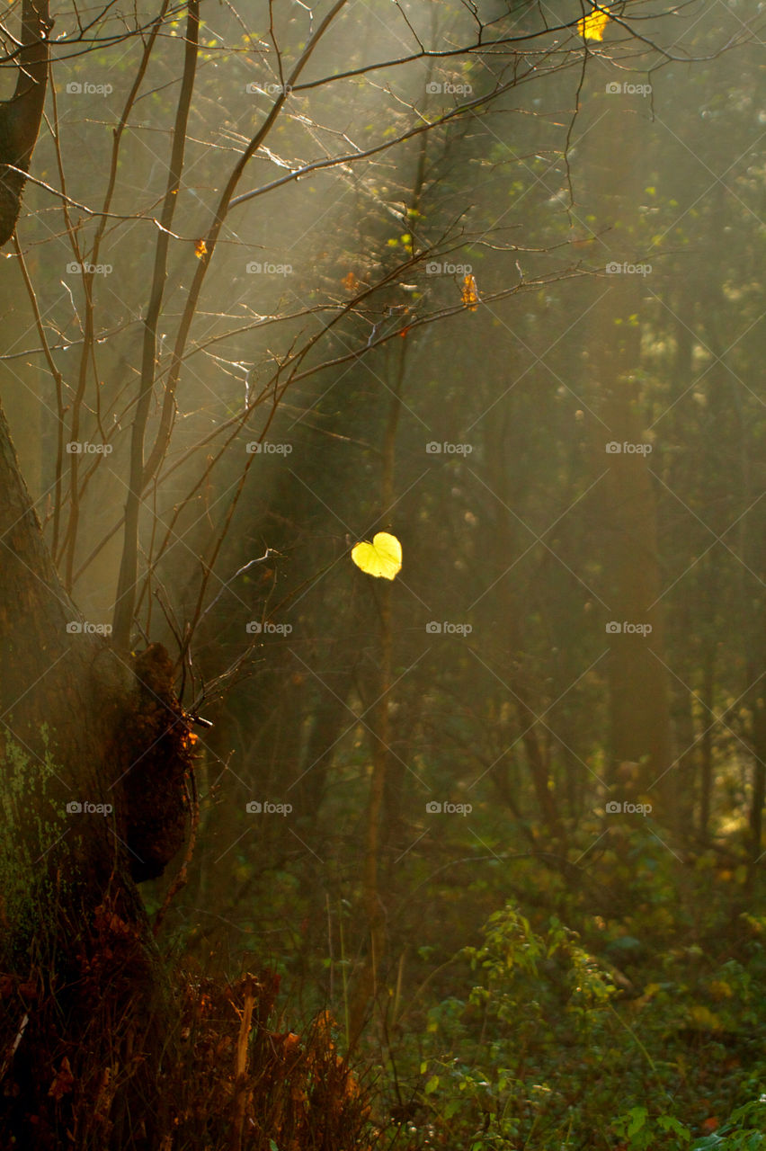 Heart shaped leave on tree