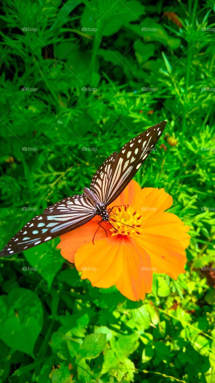 Butterfly and flower.