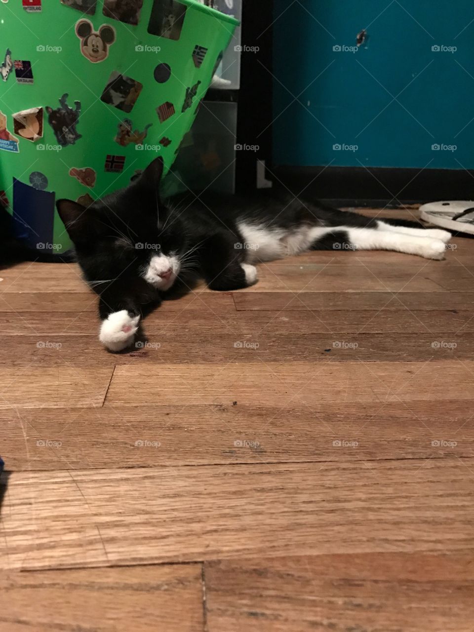 Small black and white cat sleeping on floor