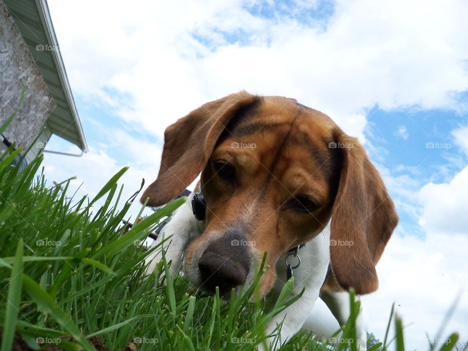 close up of a curious beagle