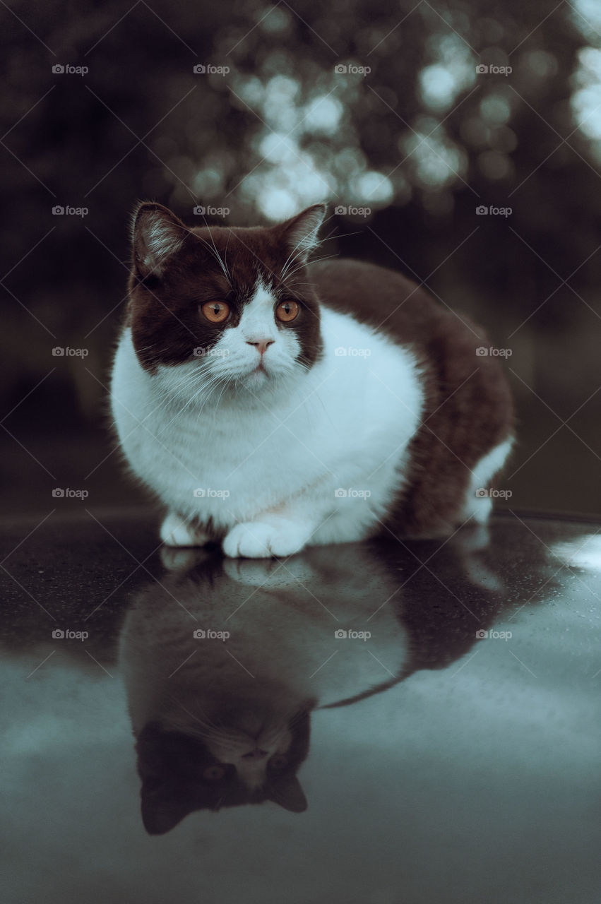 Serious british shorthair cat is sitting on car roof