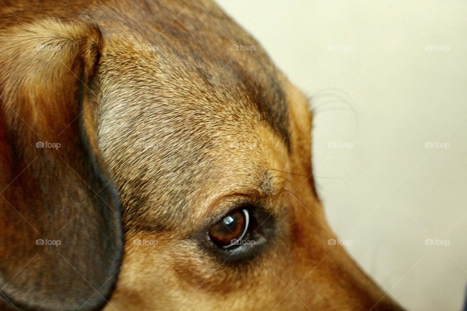 Close-up of a cute Dog 