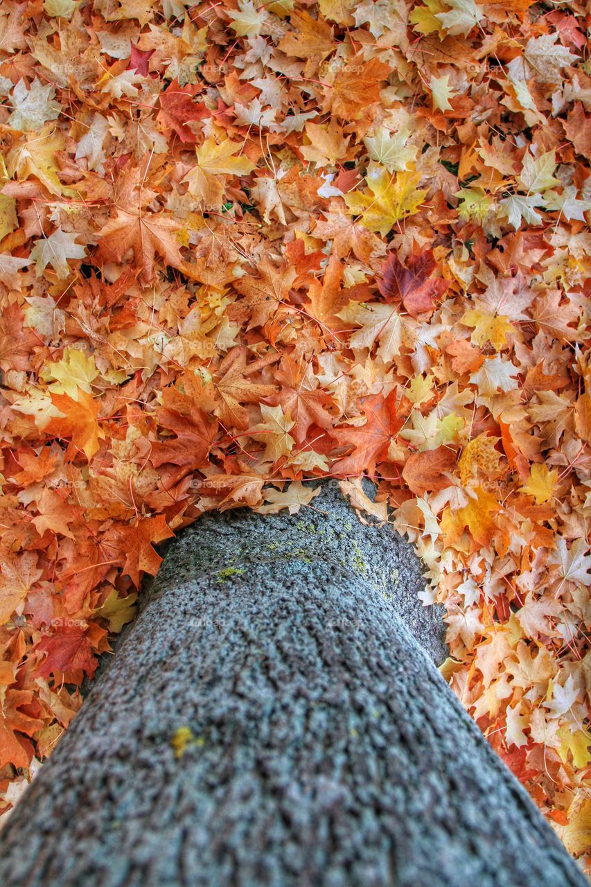 Autumn Scene. Fallen leaves at the base of a tree.