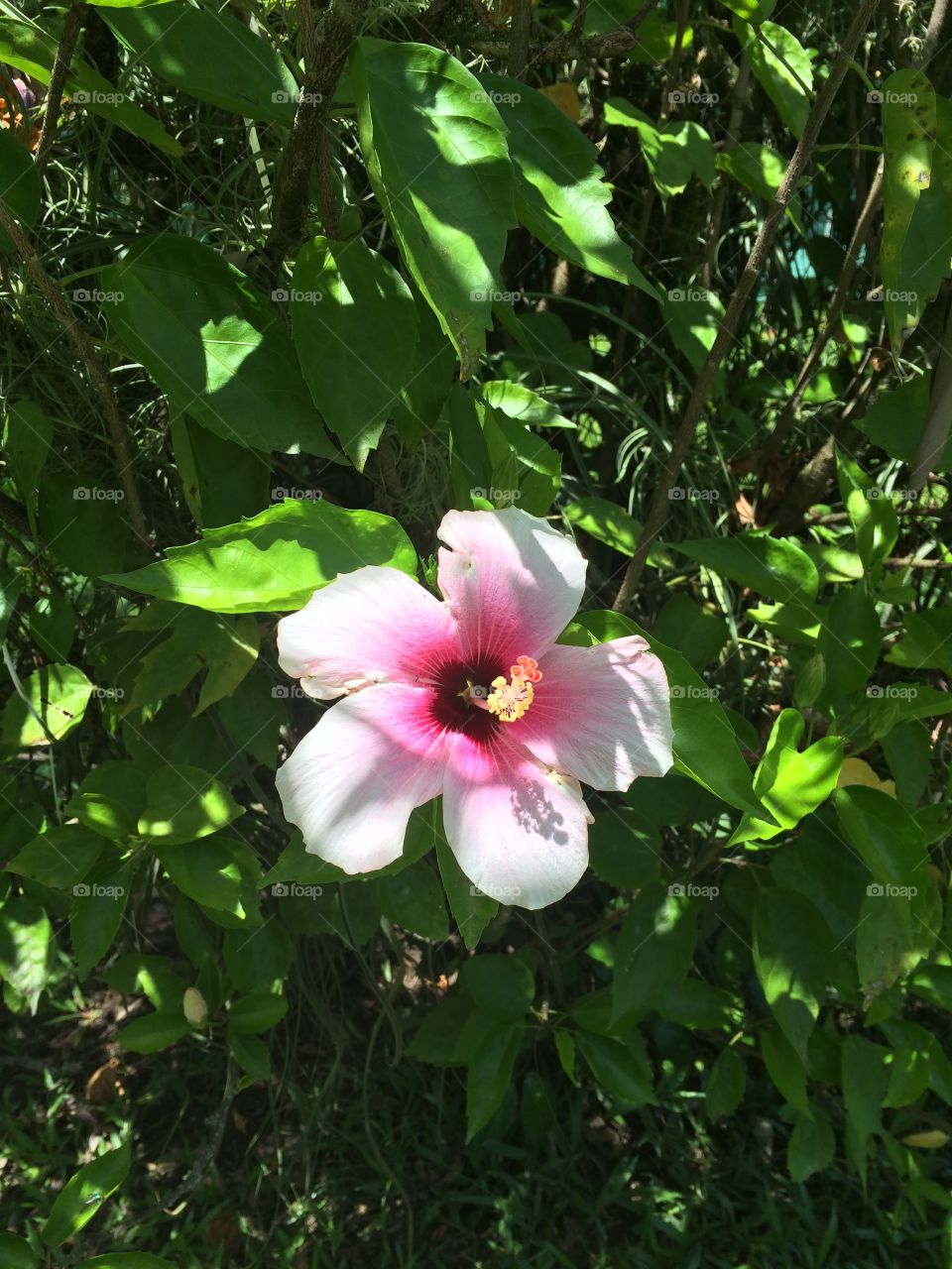 Hibiscus flower. White and pink Hibiscus in full bloom in paradise