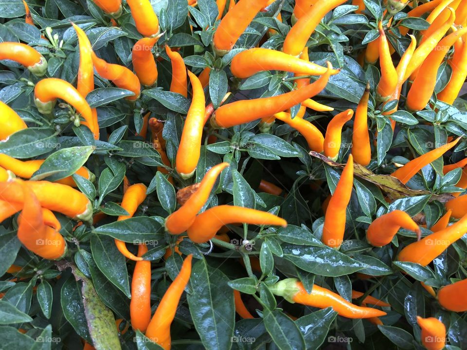 Hot hot hot chili pepper plants in great shape