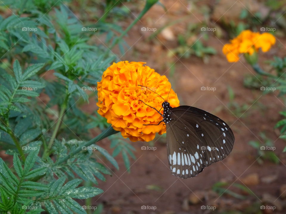 white spotted black butterfly on orange marigold