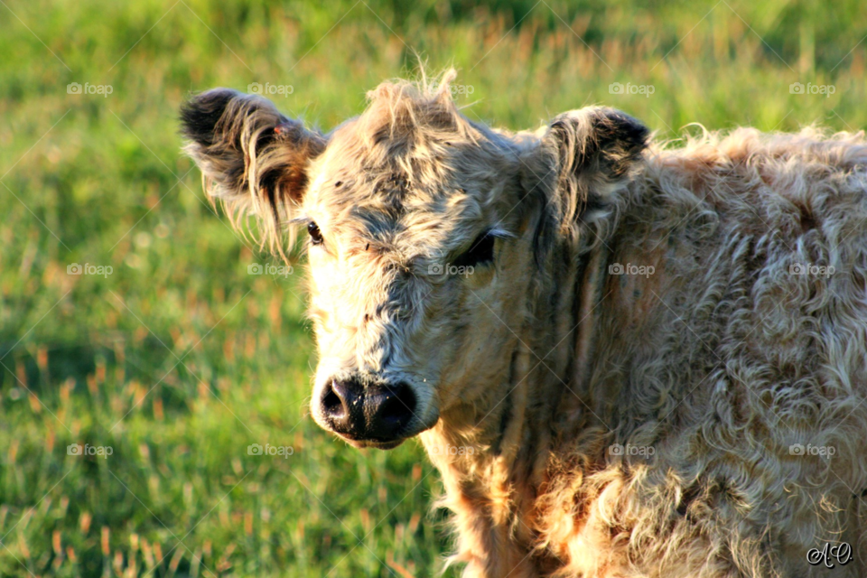 Cute cow