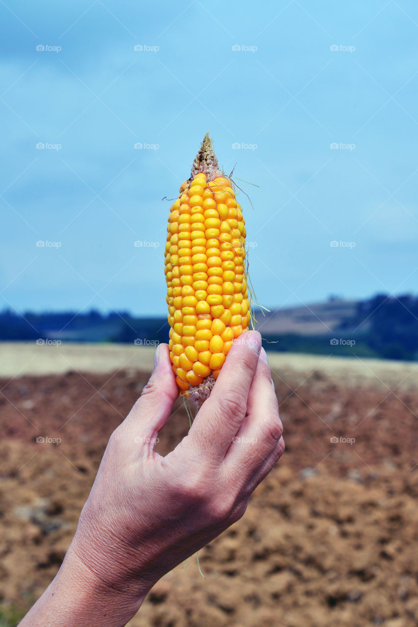 Human hand holding a corn