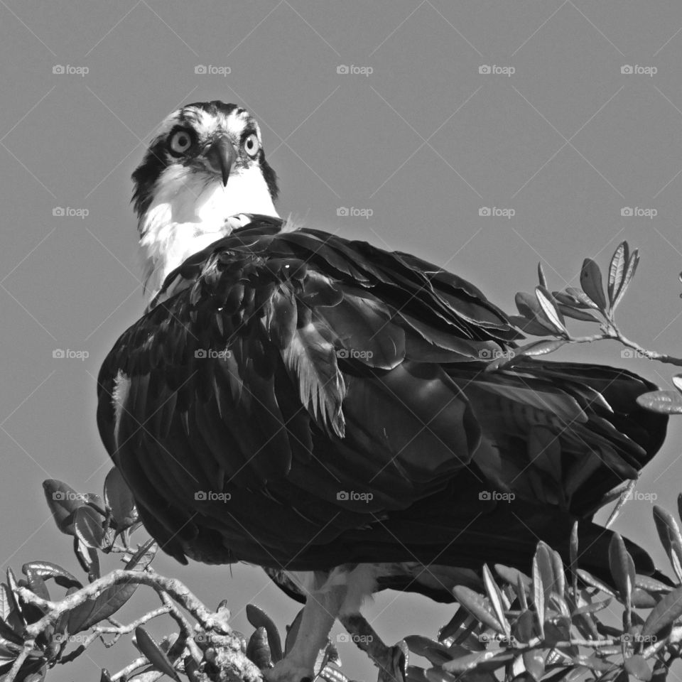 Osprey - Bird of prayer sitting on treetop, overlooks the  bay for his next meal - The beauty of black and white 