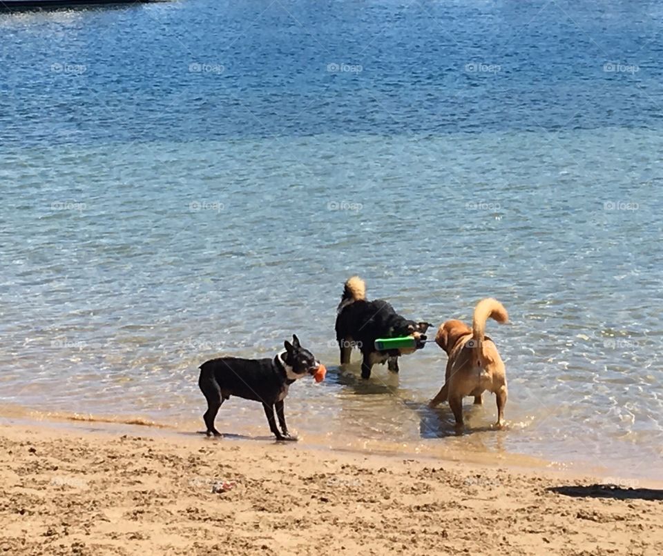 Playing at dog beach