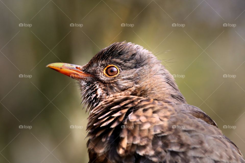 Beautiful eye of a blackbird