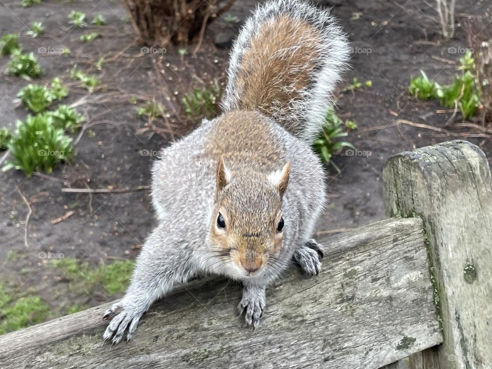 Squirrel, Parc St. James, London, England