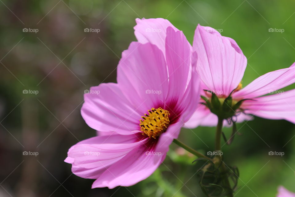 Pink summer flowers 
