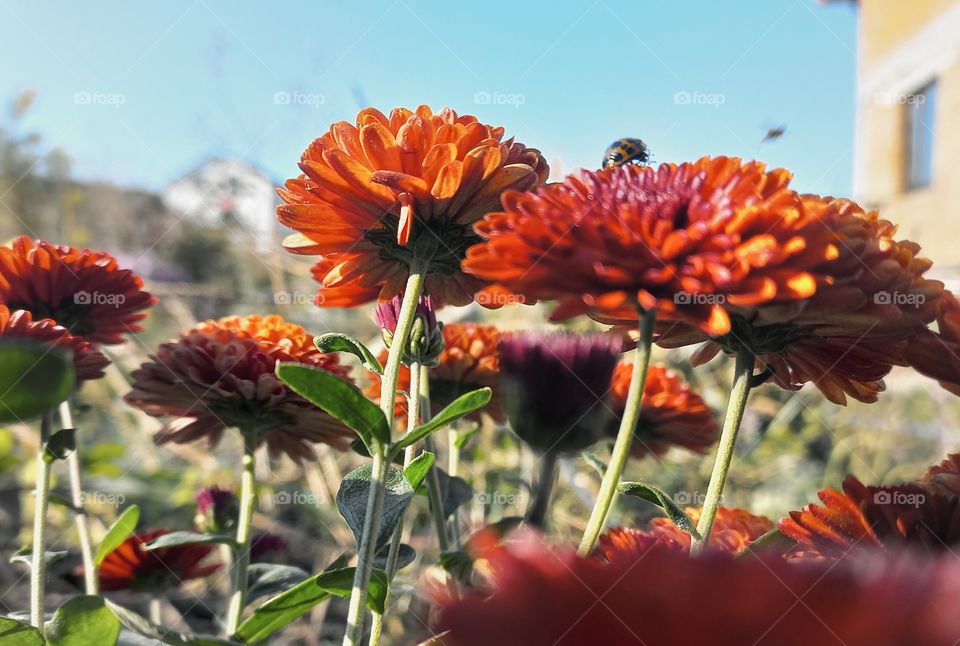 dark orange chrysanthemums in the autumn garden and ladybug