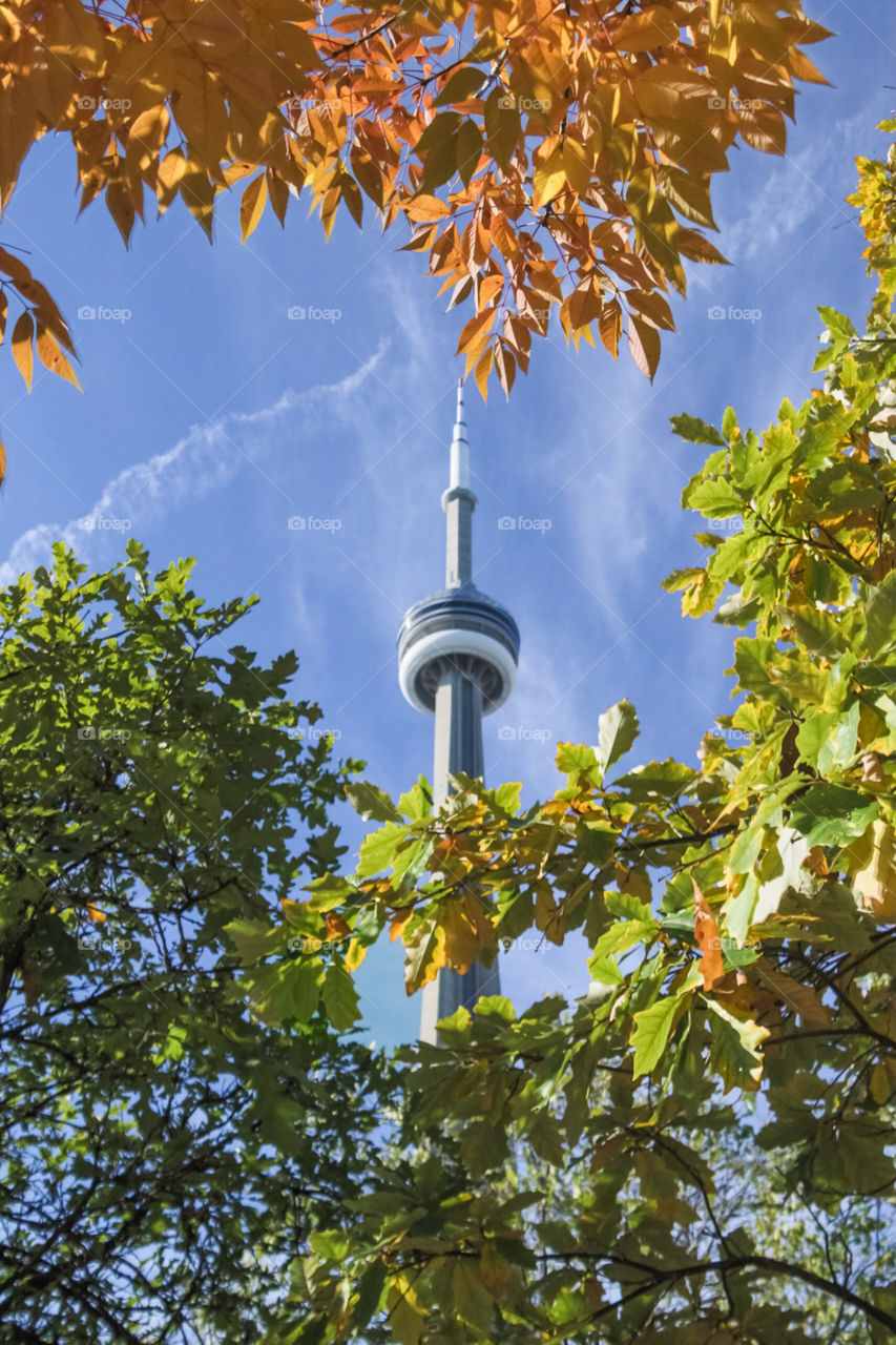 Cn tower surrounded by maple leaf trees