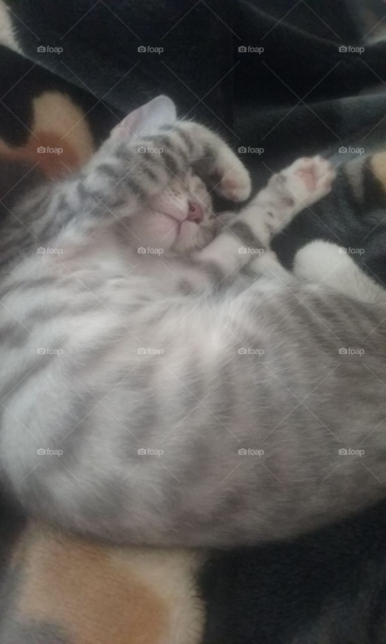 sleeping kitty