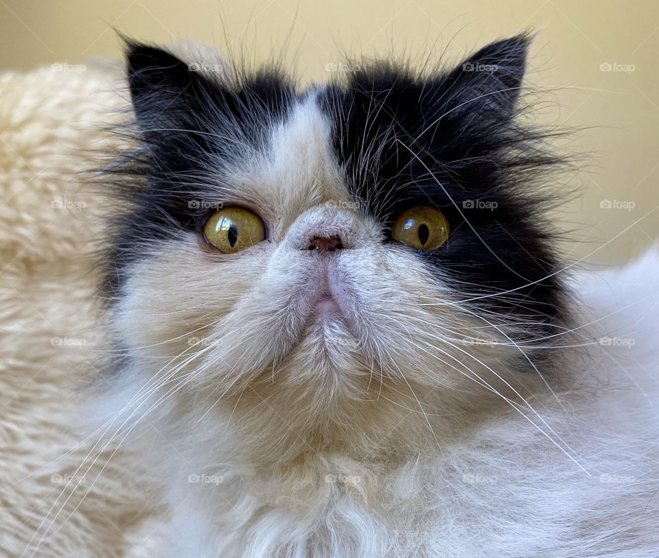 Up close portrait of a black and white purebred Himalayan kitty cat 