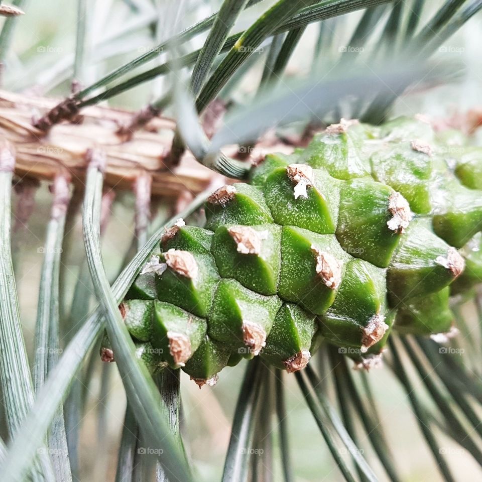 Green pinecone