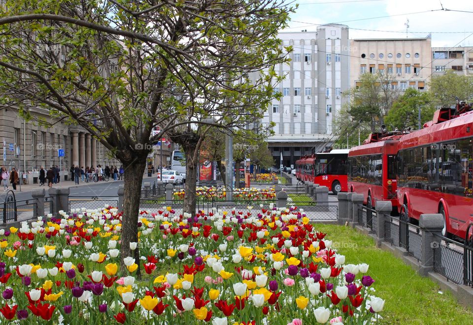 City greenery.  A small park next to a busy street refreshed with beautiful multi-colored tulips