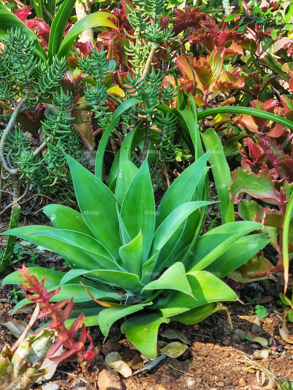 beautiful garden plants.