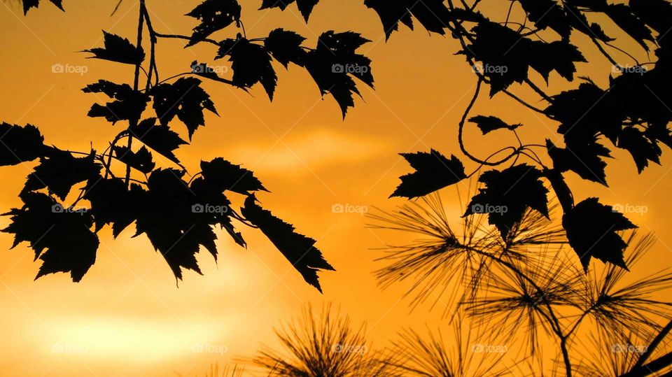 Leaves in silhouette sunset
