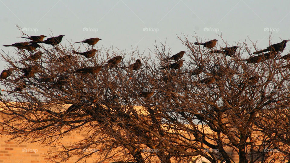 tree sunset birds branches by mmcook