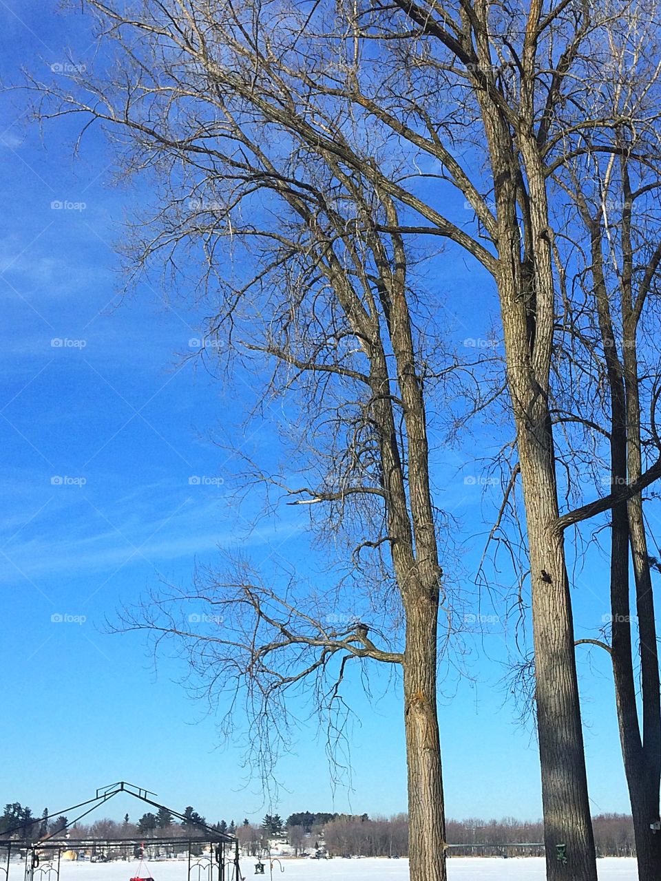 Trees in the winter