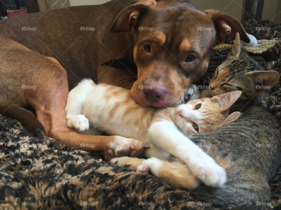 My kittens think my pit bull mix is their mommy. :)