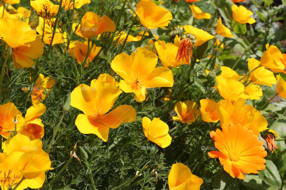 Beautiful yellow flowers in the garden
