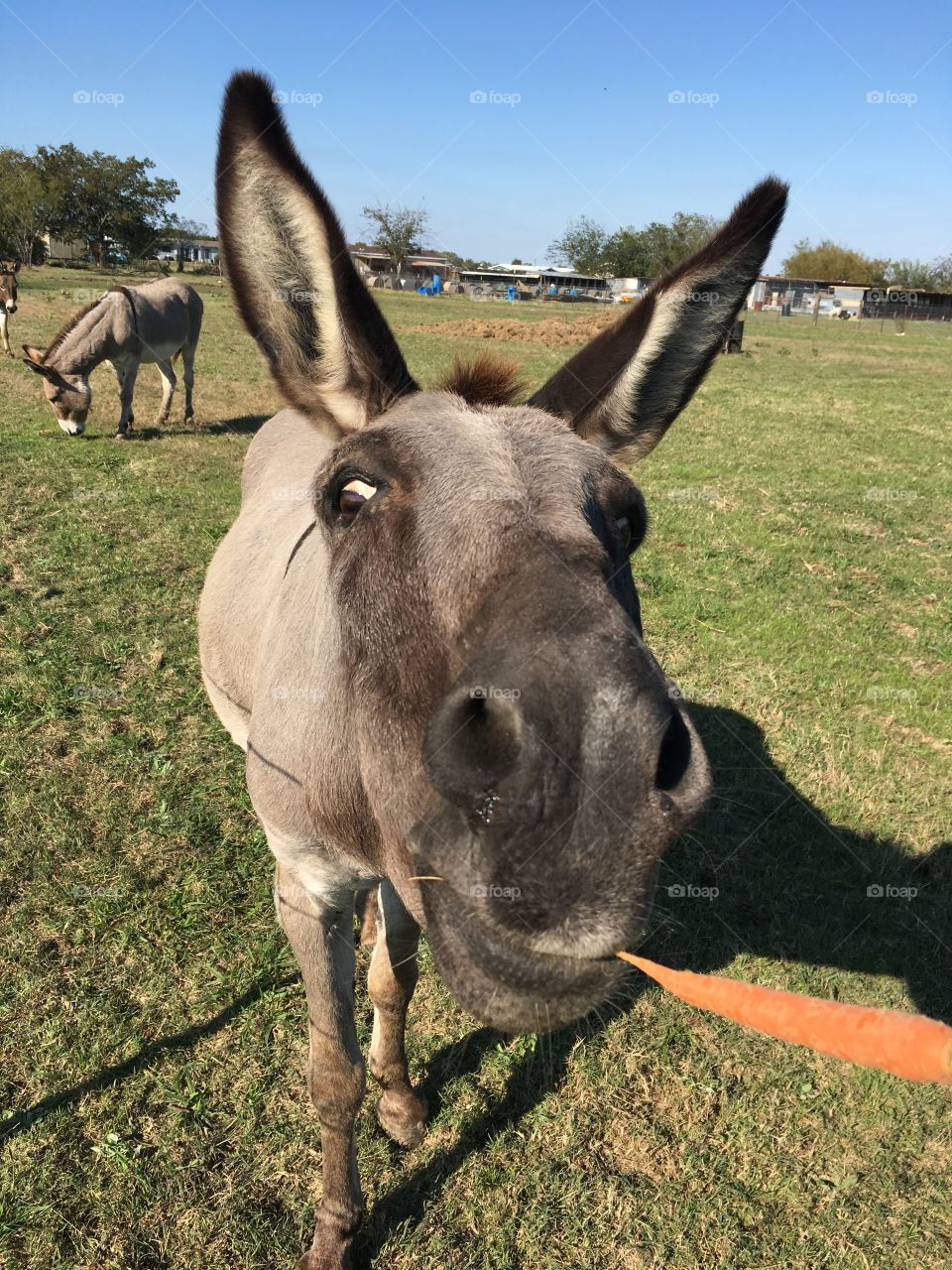Donkey eating Carrot