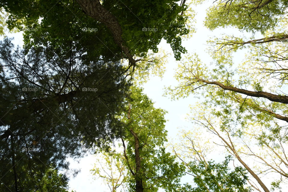 tall trees in sky