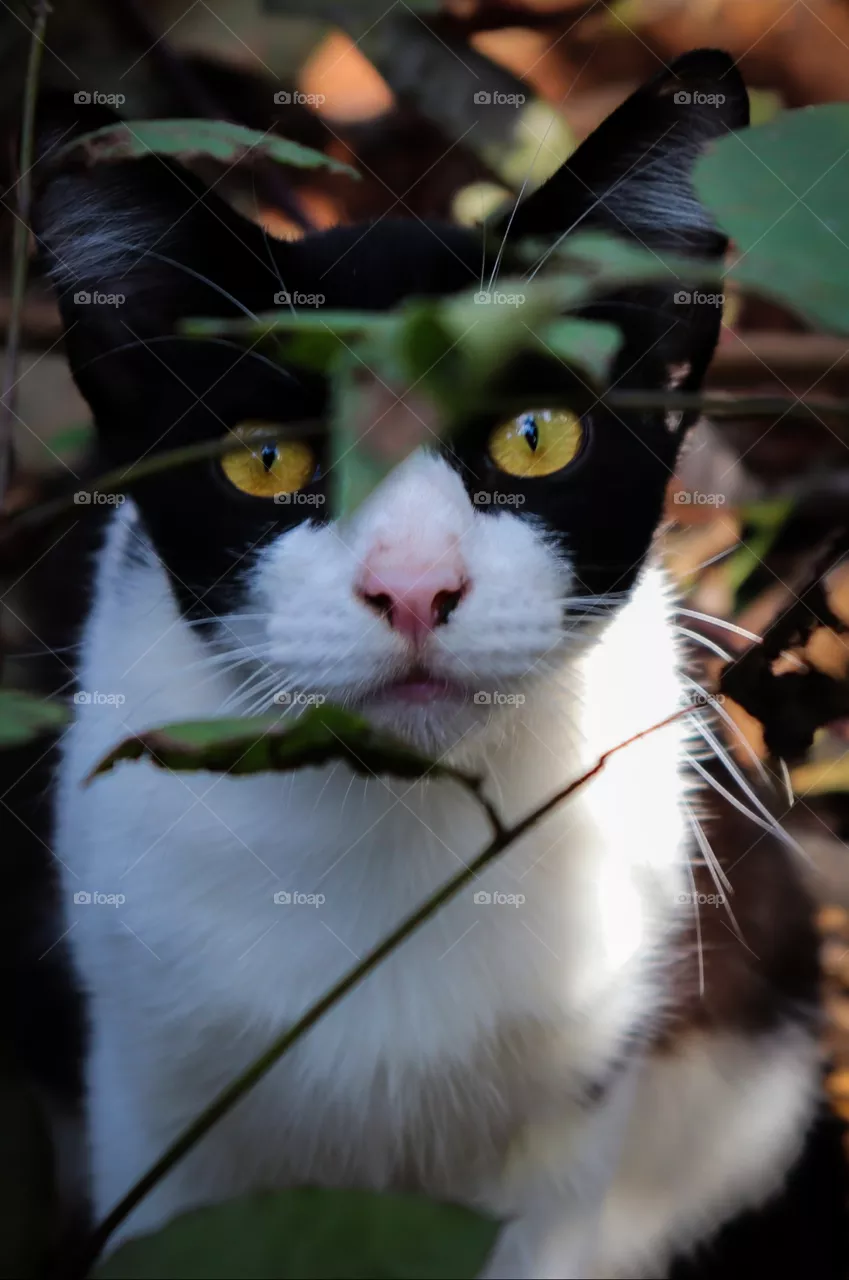 Gato..