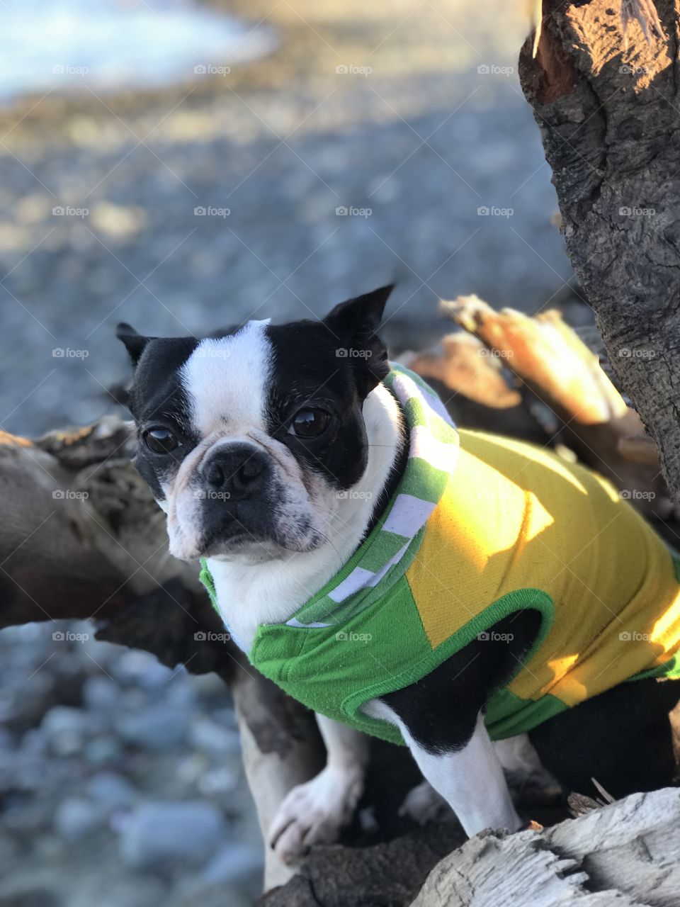 Another day at the beach with pups but this time some beautiful late afternoon winter sun warmed us while we took in the views. My wussy Boston Terriers hate getting cold so they had their shirts on when clambering around on the driftwood. 