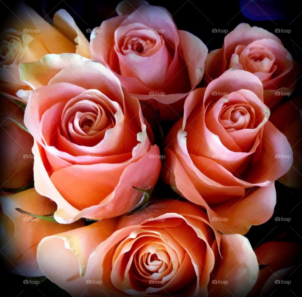 Pink rose bouquet